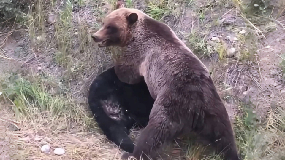 灰熊惨败国王,遭遇四连败 灰熊惨败国王,遭遇四连败